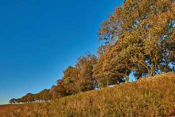 Autumn tree ridge - Copy This landscape photograph captures a rural scene on the North Yorkshire Moors in the United Kingdom during autumn, taken in the late afternoon of 2018. The main subject is an autumn tree ridge, with trees displaying seasonal colors along a sloping hillside covered in natural vegetation. The clear blue sky and warm light enhance the distinctive features of the moorland, highlighting the natural beauty of this area. This image showcases the tranquil nature of the North Yorkshire Moors, reflecting the rural atmosphere typical of this region in autumn.